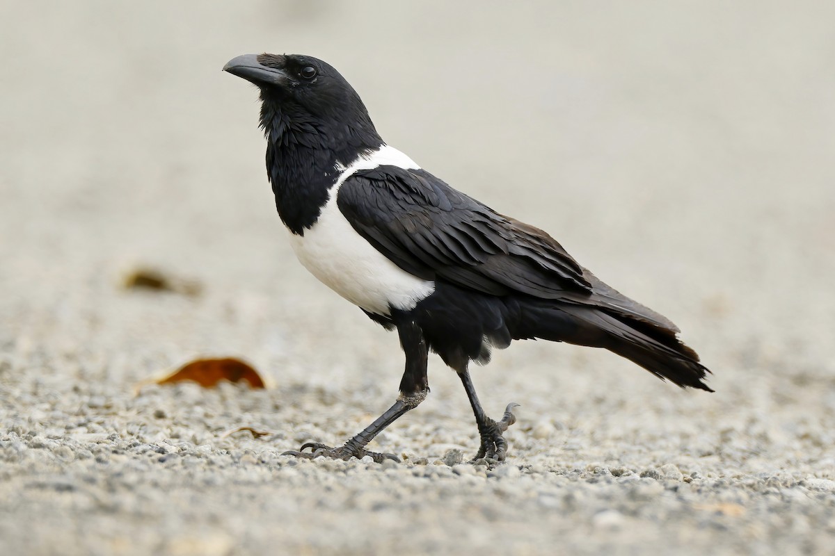 Pied Crow - ML643894484