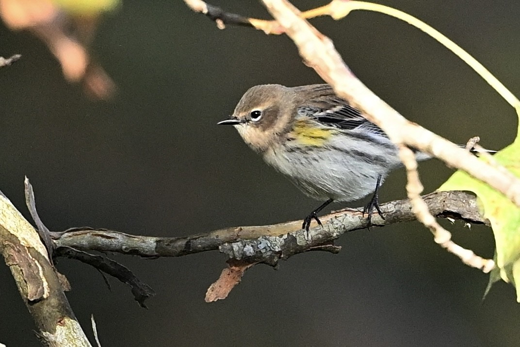 Yellow-rumped Warbler - ML643894489
