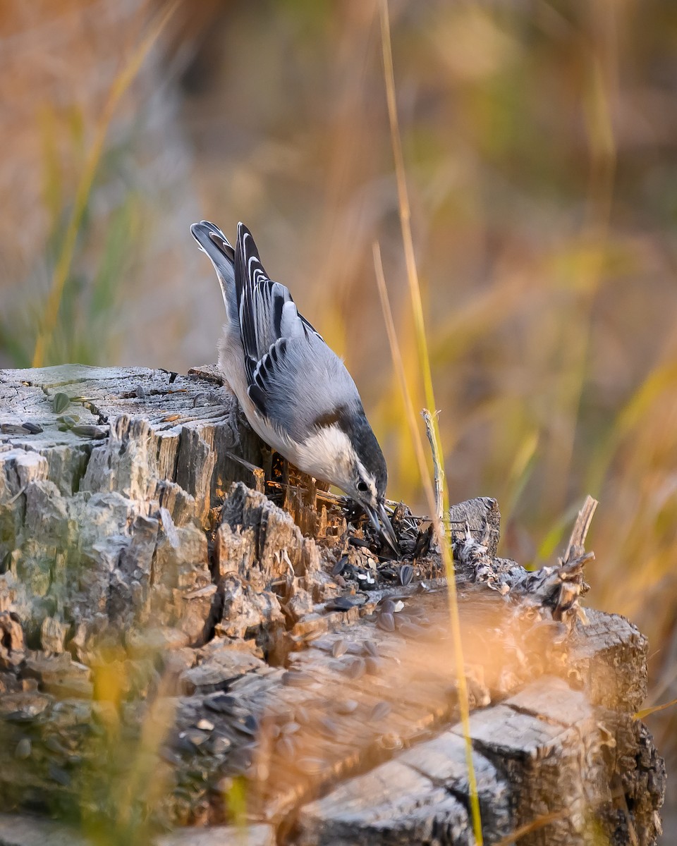 White-breasted Nuthatch - ML643894490