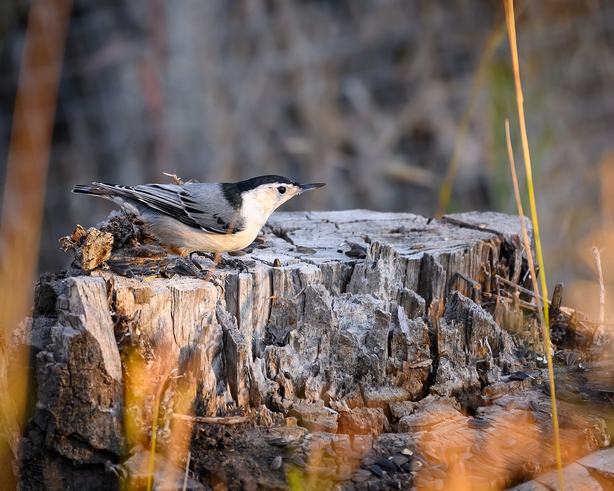 White-breasted Nuthatch - ML643894491