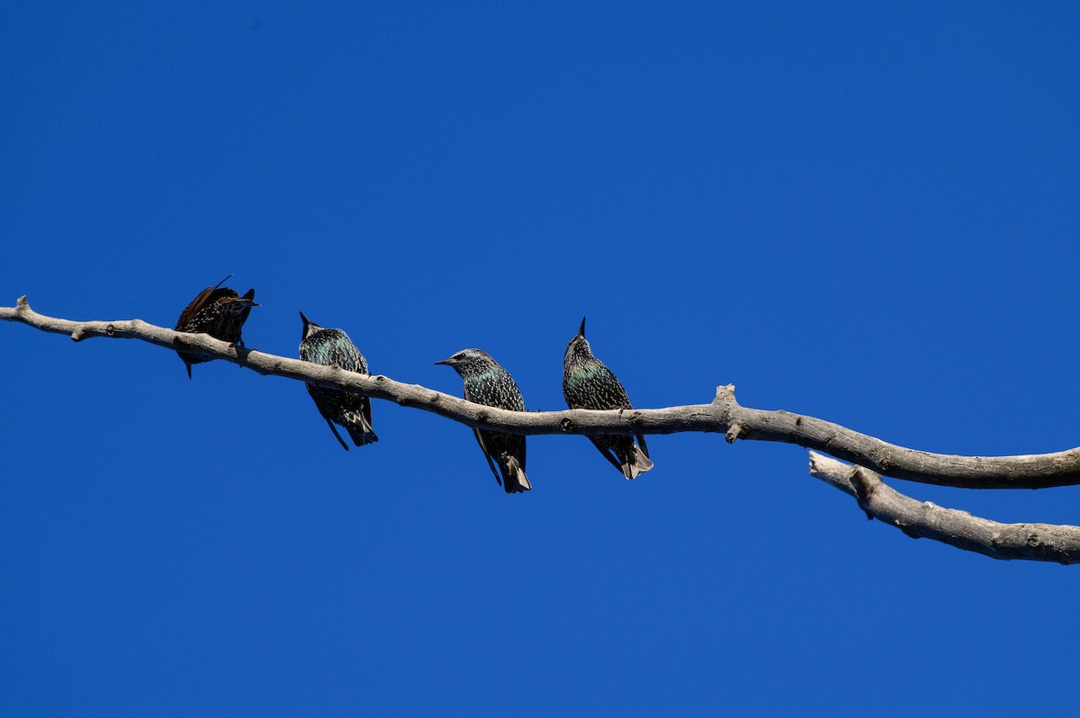 European Starling - ML643894497