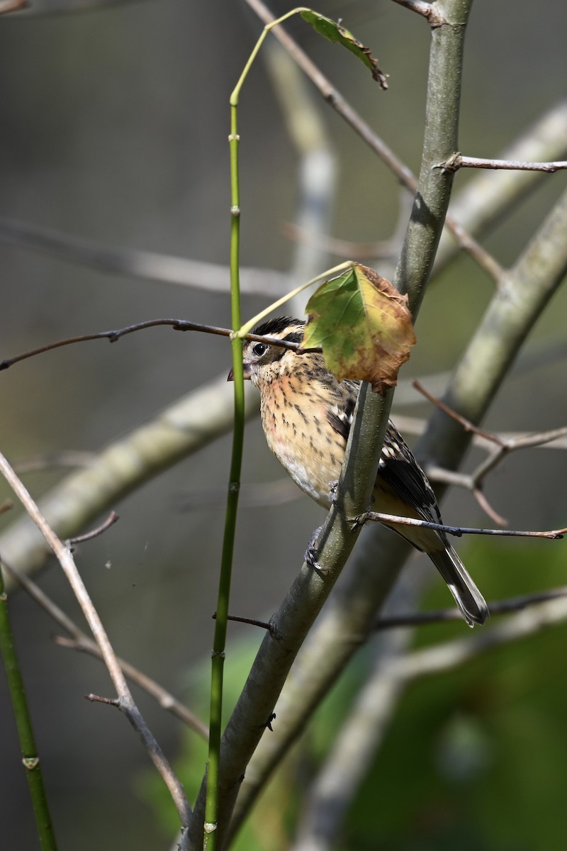 Rose-breasted Grosbeak - ML643894498
