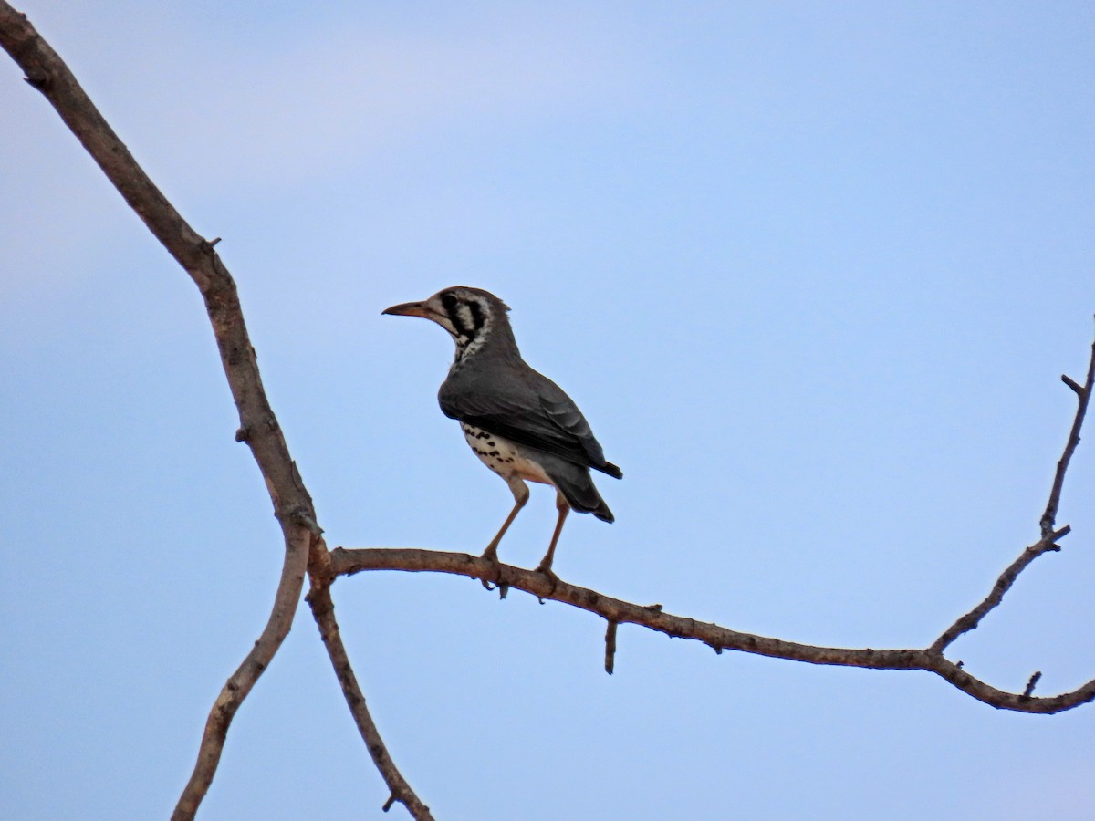 Groundscraper Thrush - ML643894501