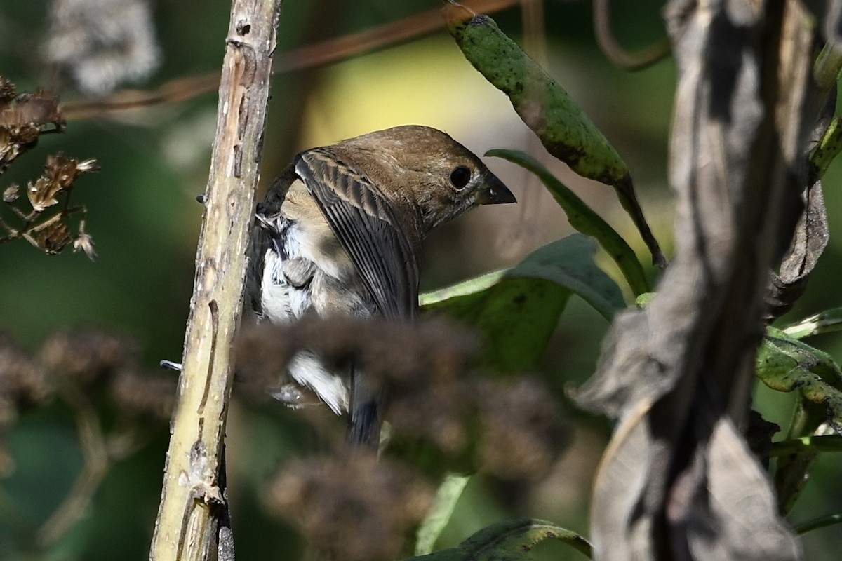 Indigo Bunting - ML643894505