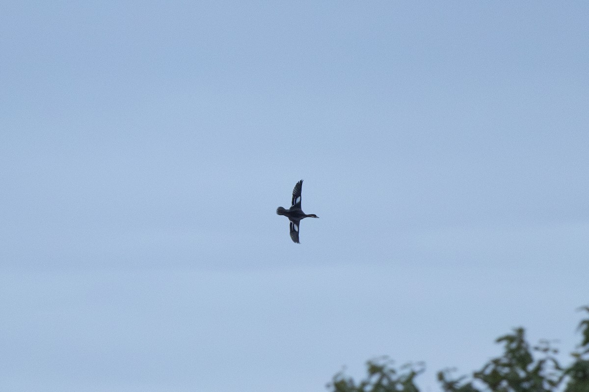 Цахиур бохио - ML643894507