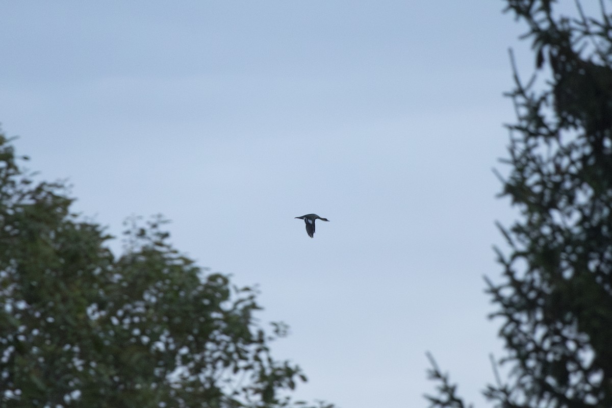 Цахиур бохио - ML643894508