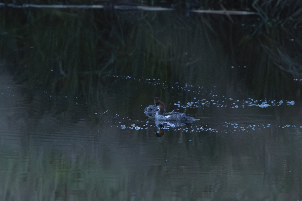 Цахиур бохио - ML643894509