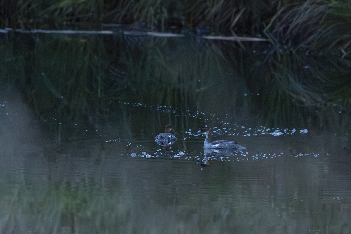 Цахиур бохио - ML643894511