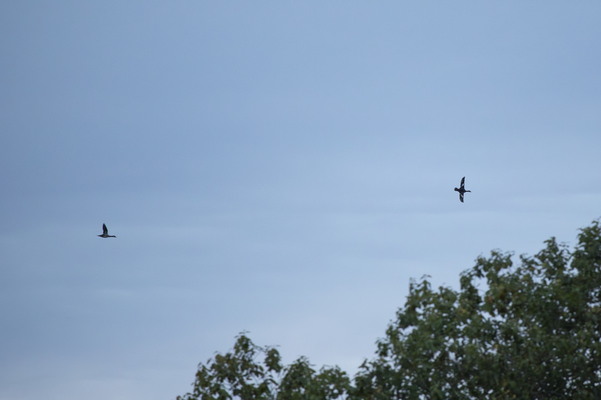 Цахиур бохио - ML643894512