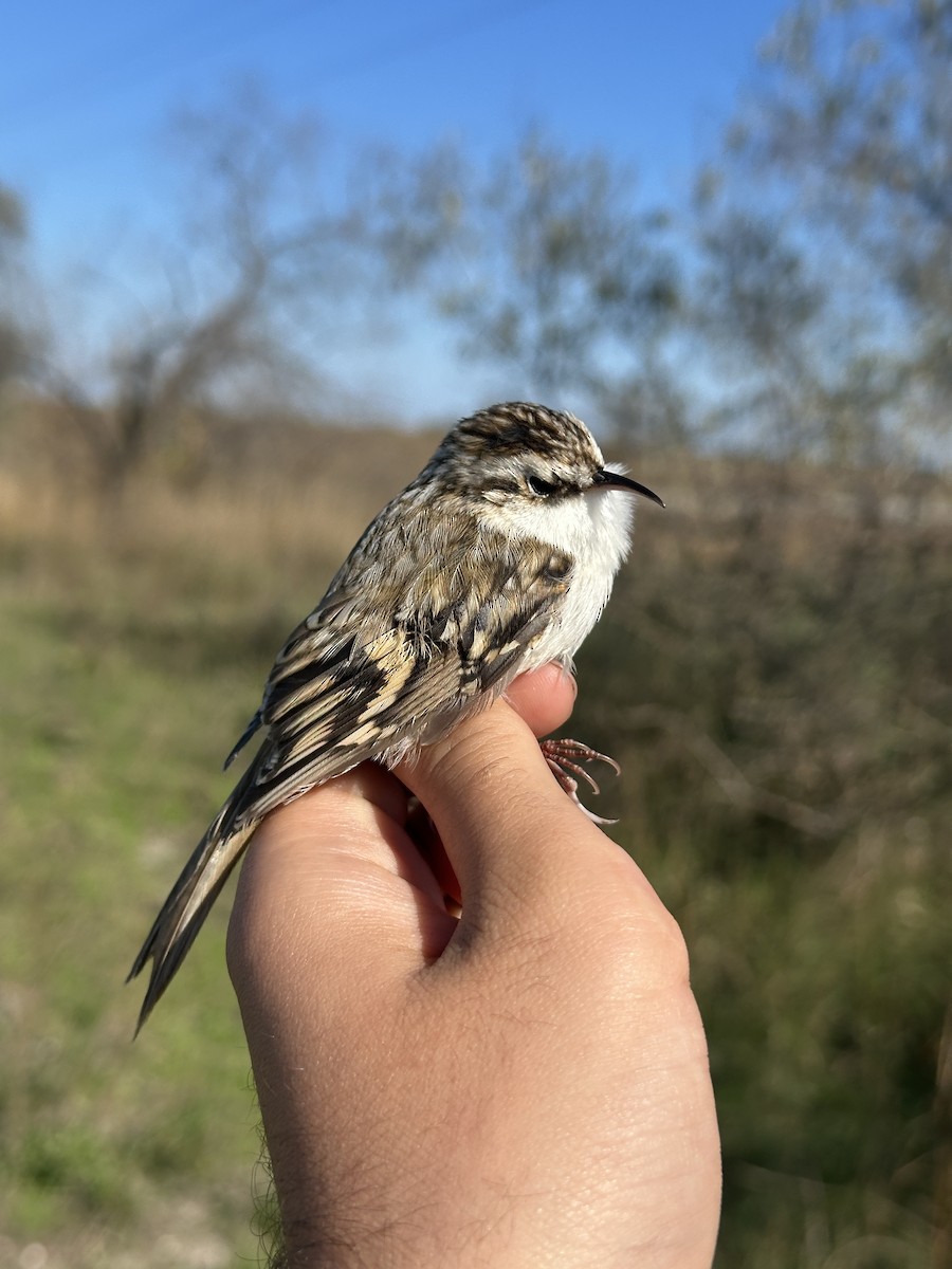 Eurasian Treecreeper - ML643894514