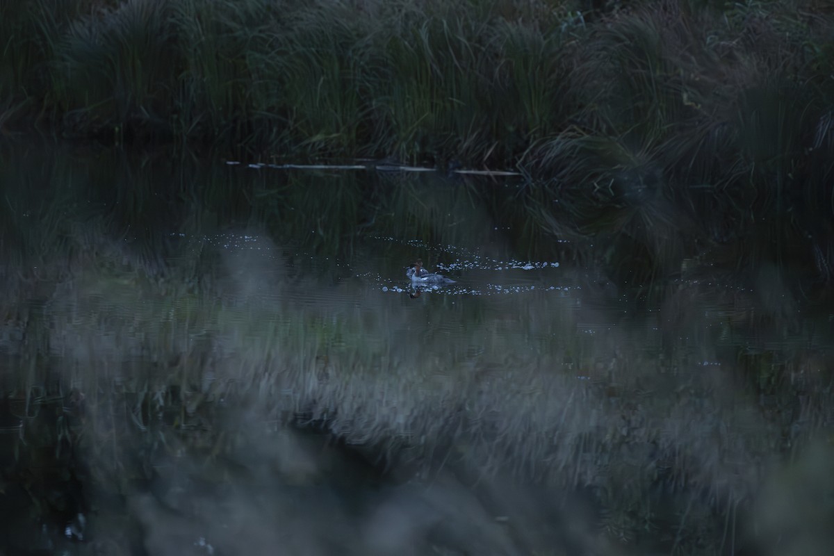 Цахиур бохио - ML643894515