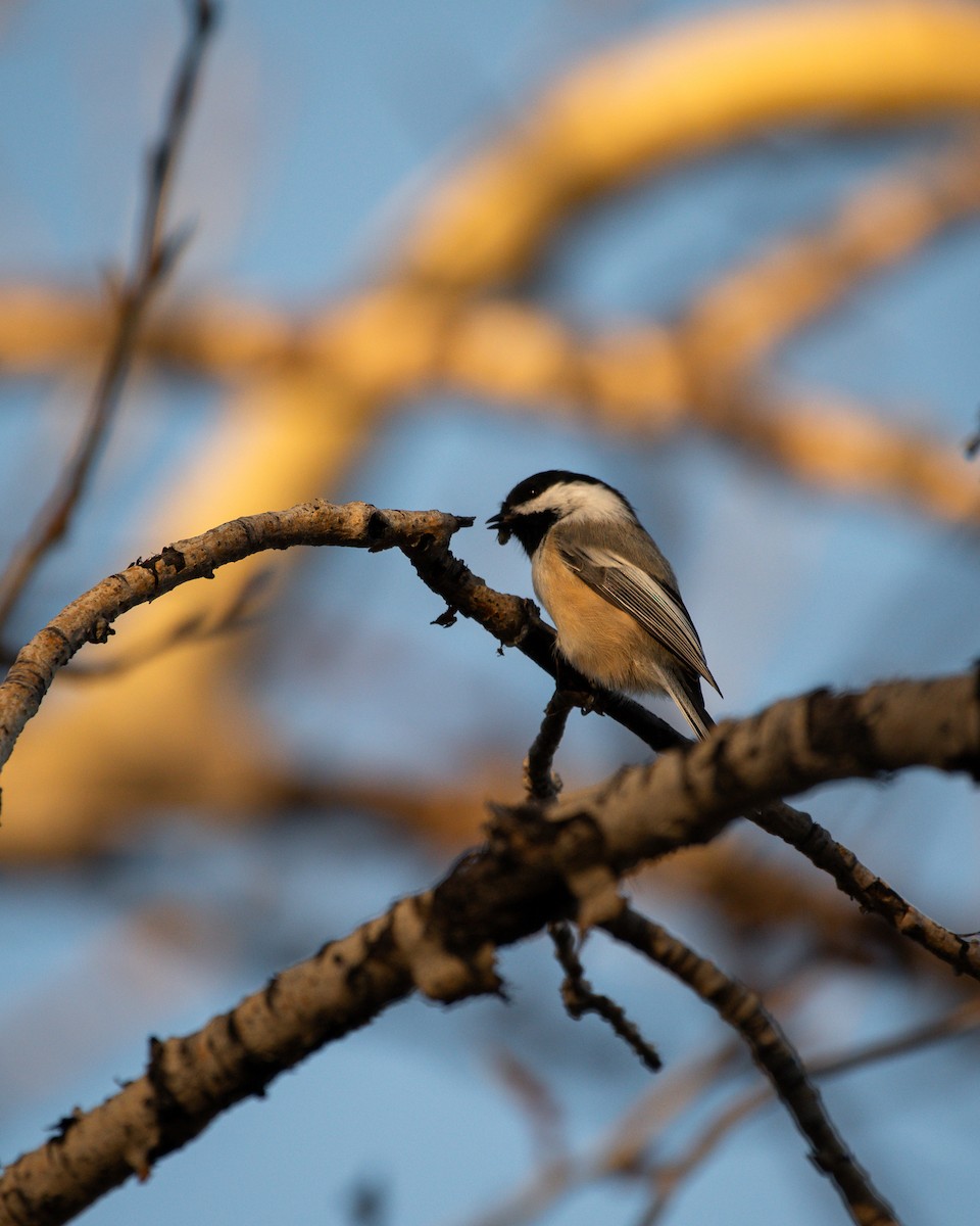 Black-capped Chickadee - ML643894521