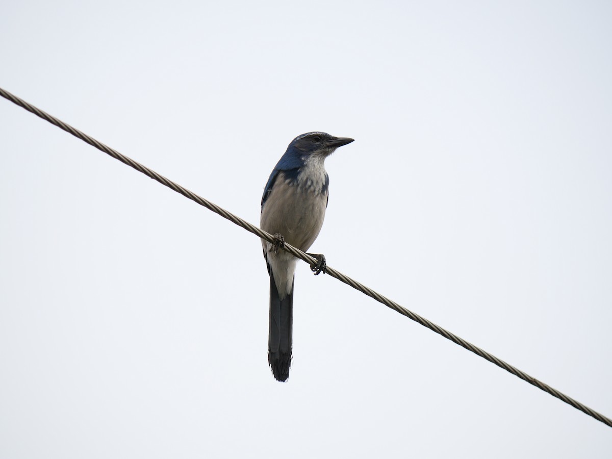 California Scrub-Jay - ML643894528