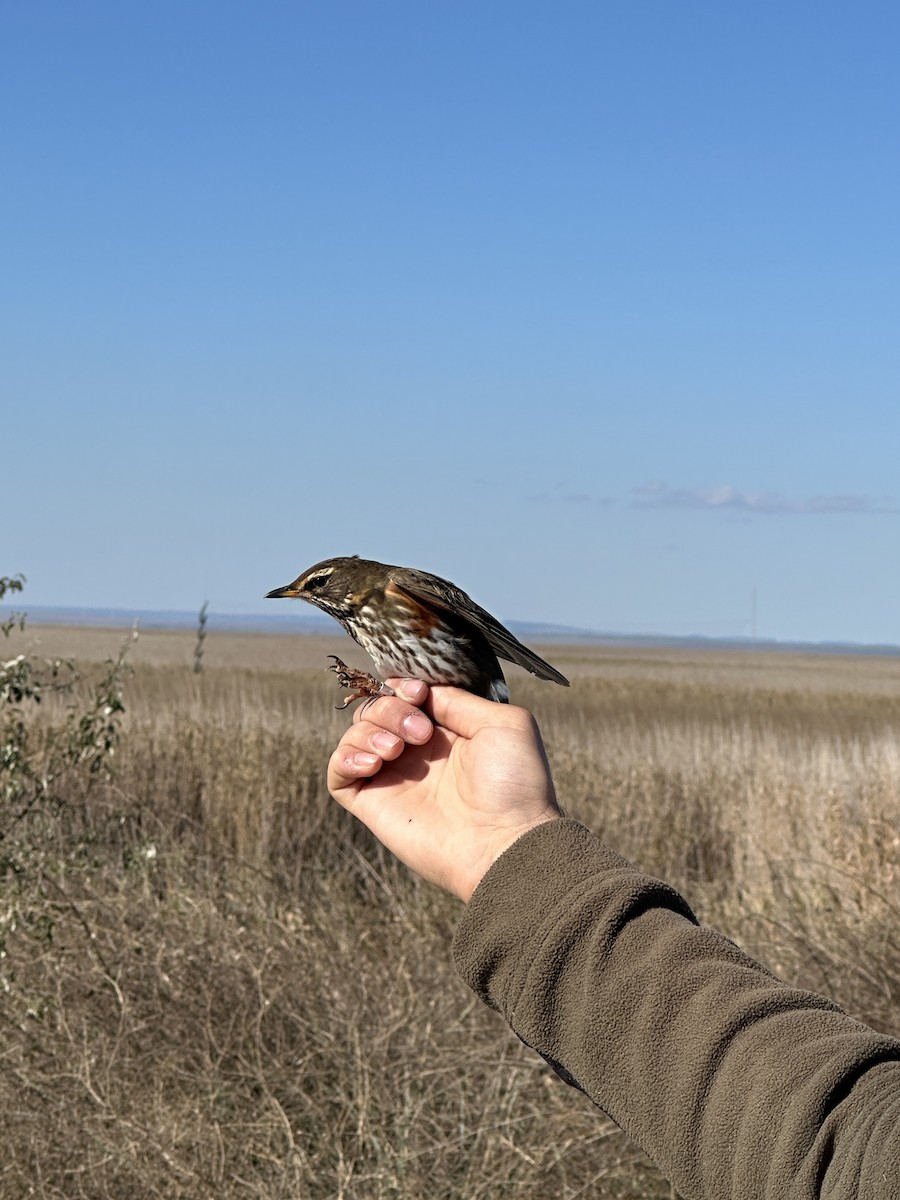 Redwing - ML643894534