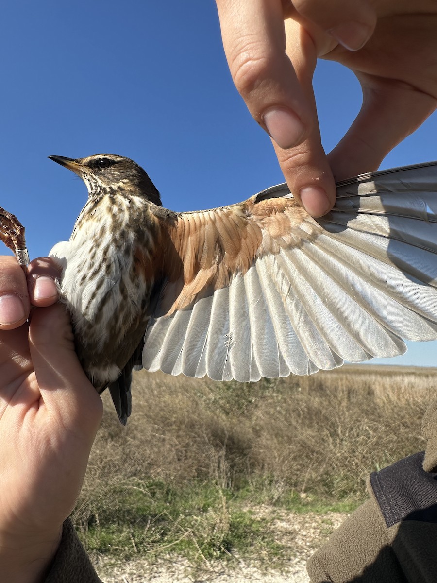 Redwing - ML643894535