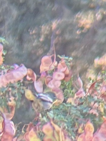 lesňáček lišejníkový - ML643894550