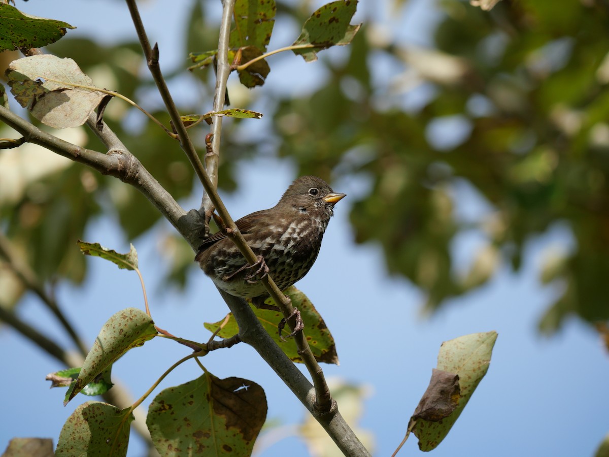 Fox Sparrow - ML643894553