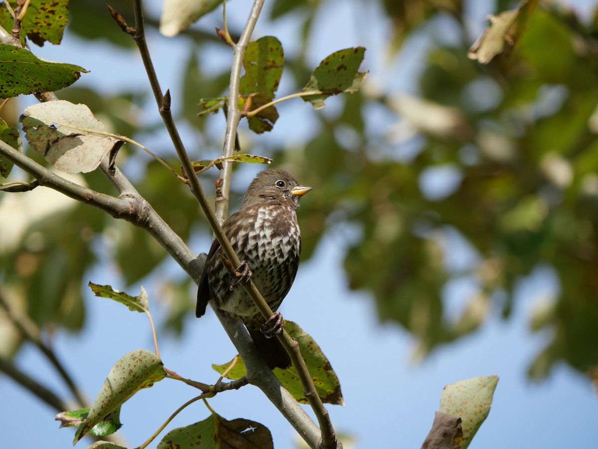 Fox Sparrow - ML643894554