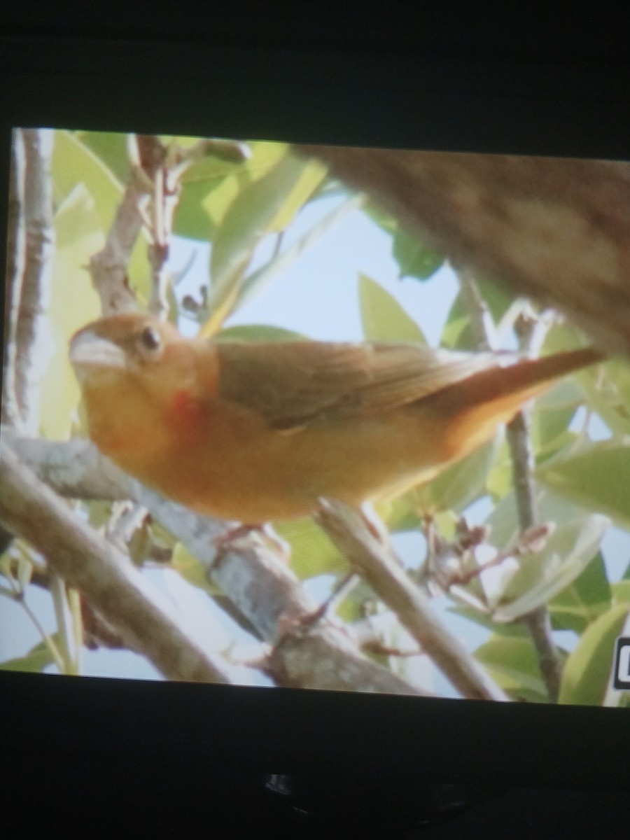 Sommerkardinal - ML643894567