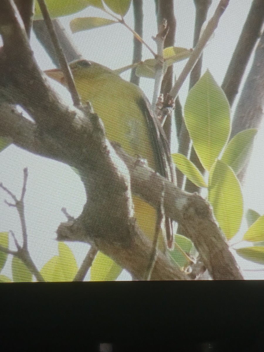 Scharlachkardinal - ML643894576