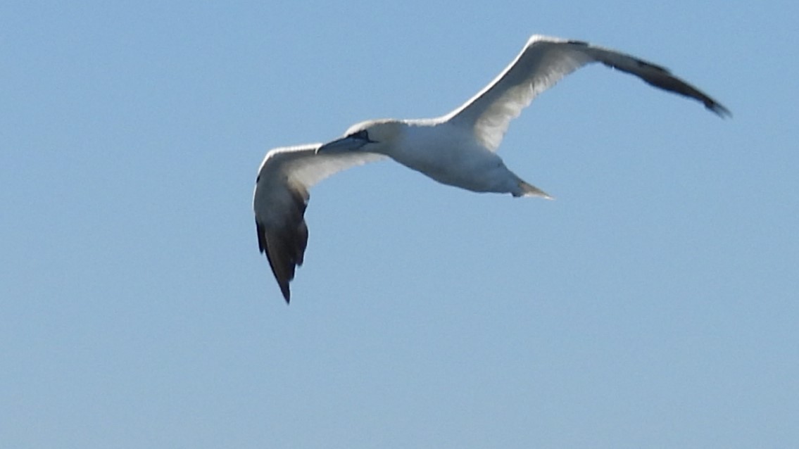 Northern Gannet - ML643894581