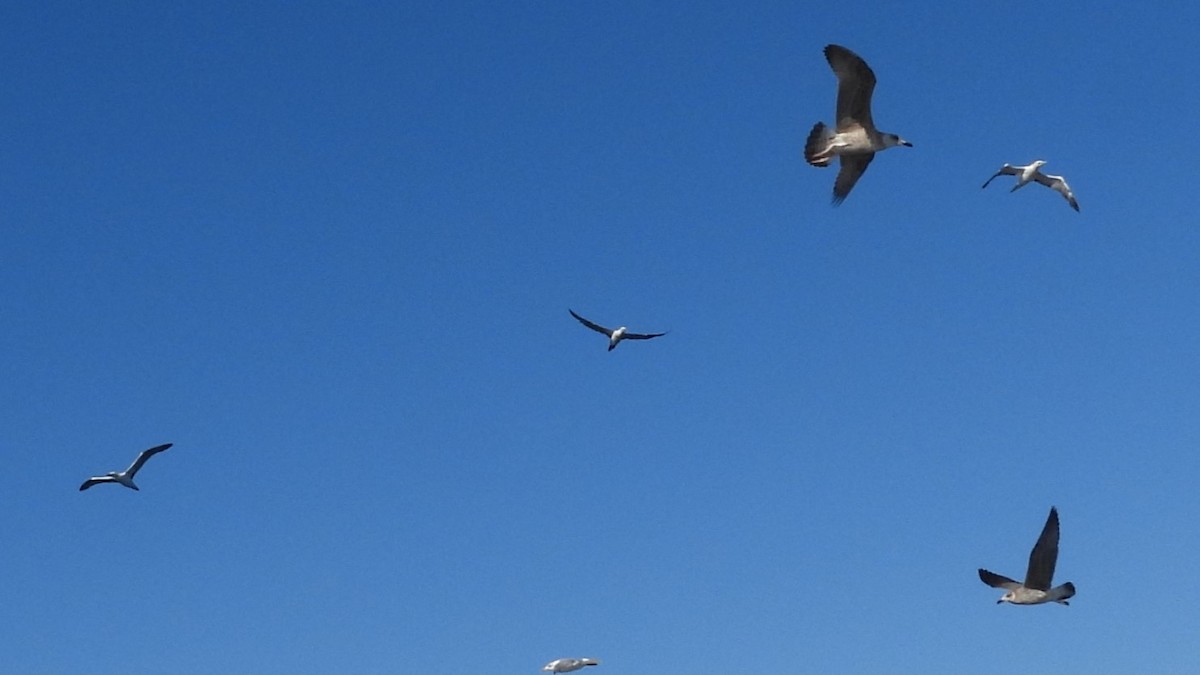 Northern Gannet - ML643894582