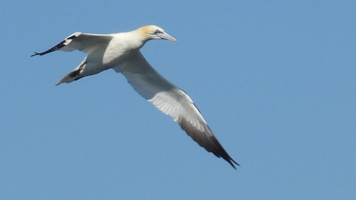 Northern Gannet - ML643894583