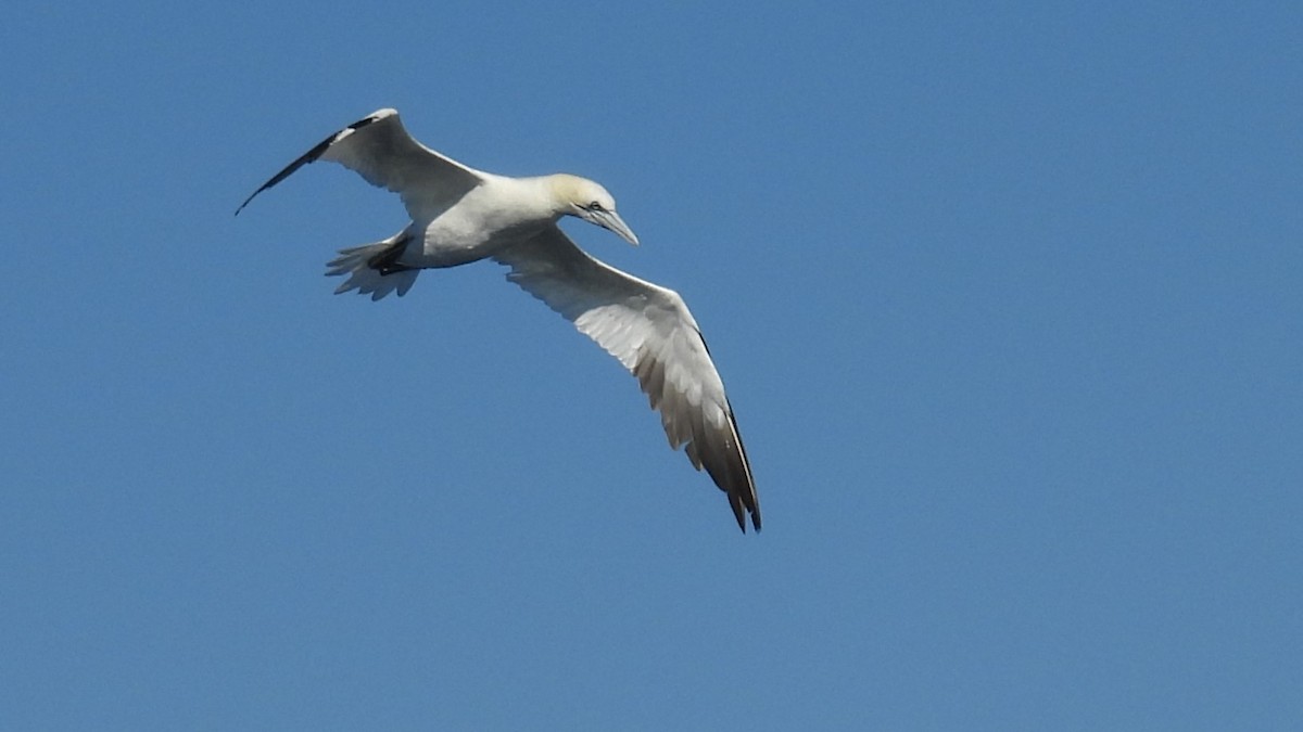 Northern Gannet - ML643894584