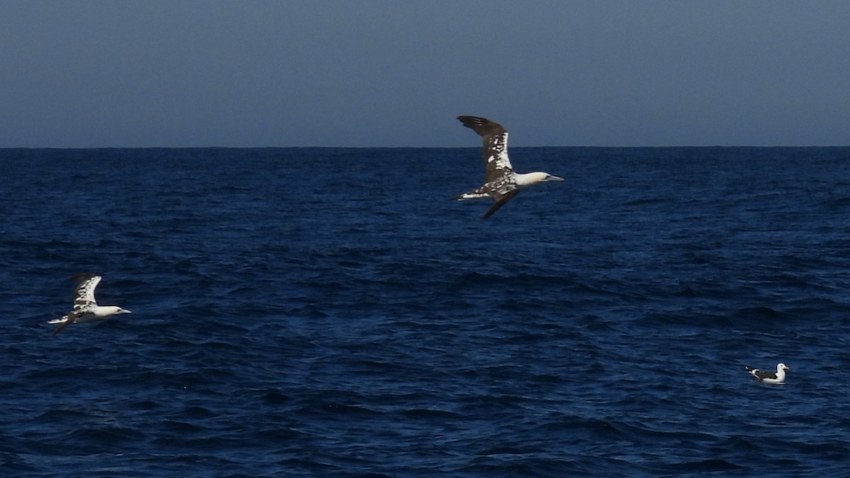 Northern Gannet - ML643894585