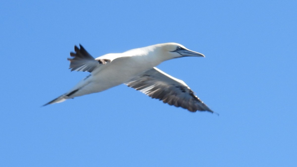 Northern Gannet - ML643894586