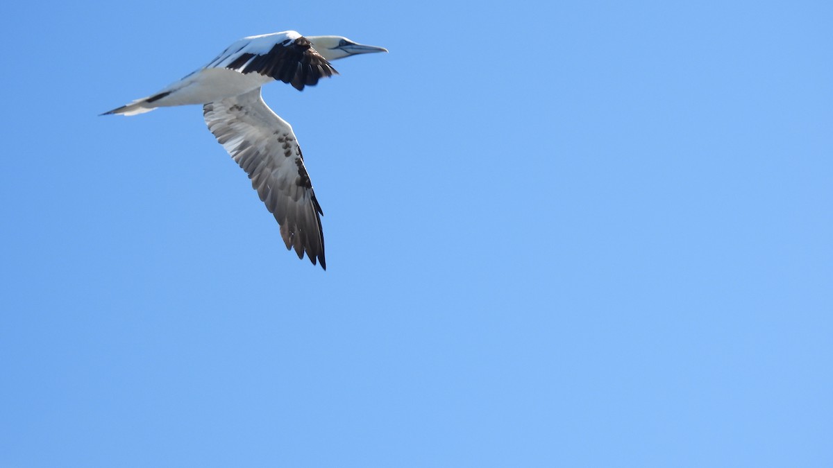 Northern Gannet - ML643894587