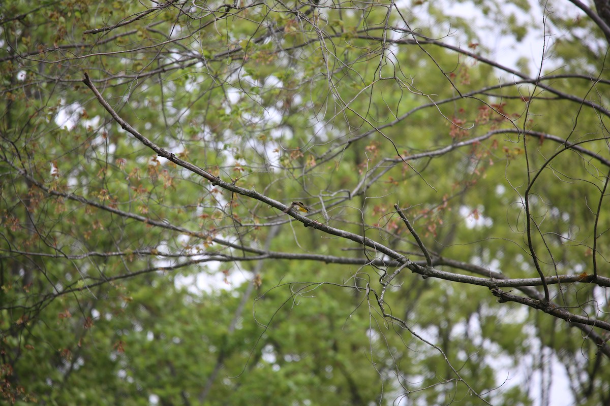 Yellow-breasted Chat - ML643894590