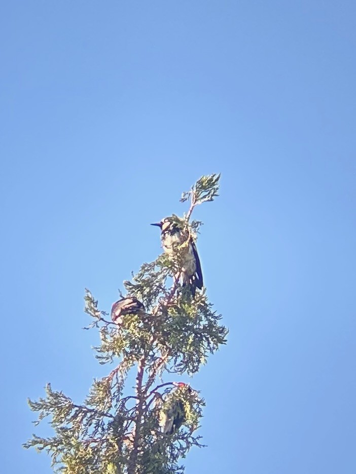 datel sběrač - ML643894593