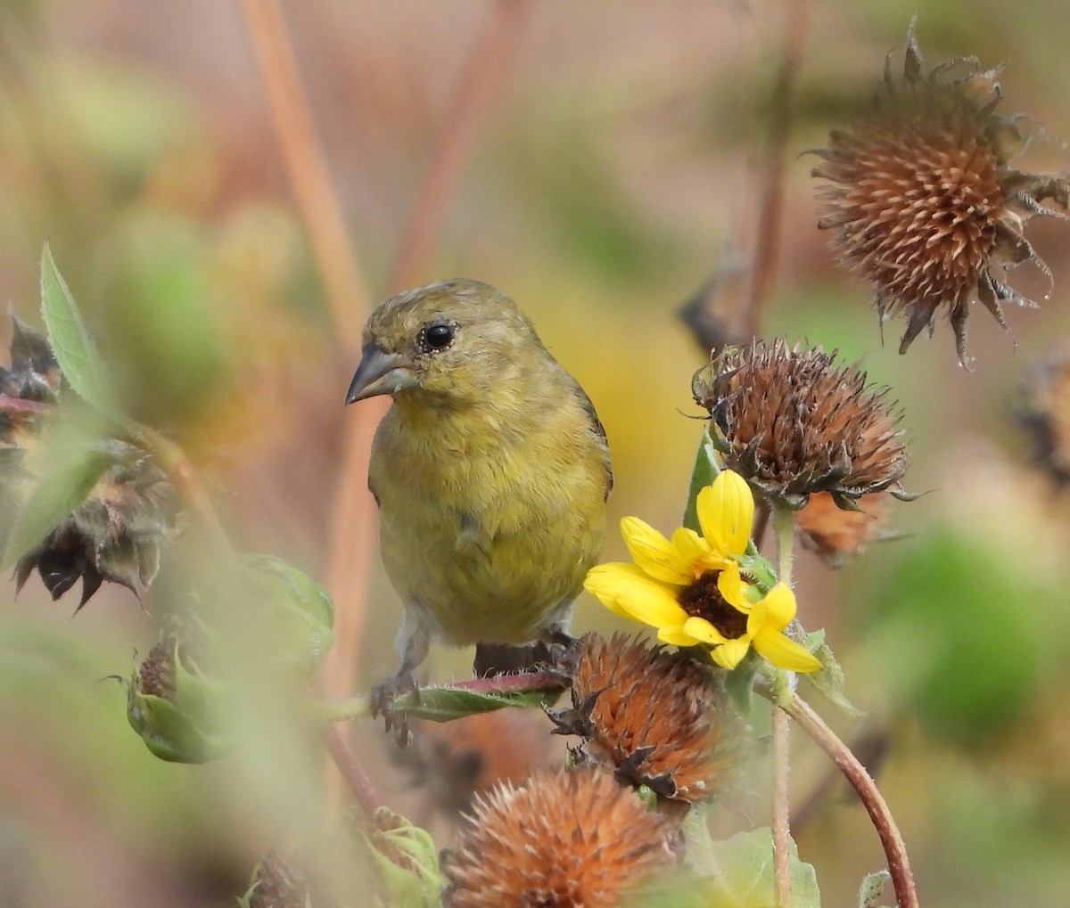 Lesser Goldfinch - ML643894594