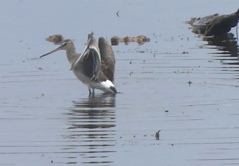 Hudsonian Godwit - ML643894595