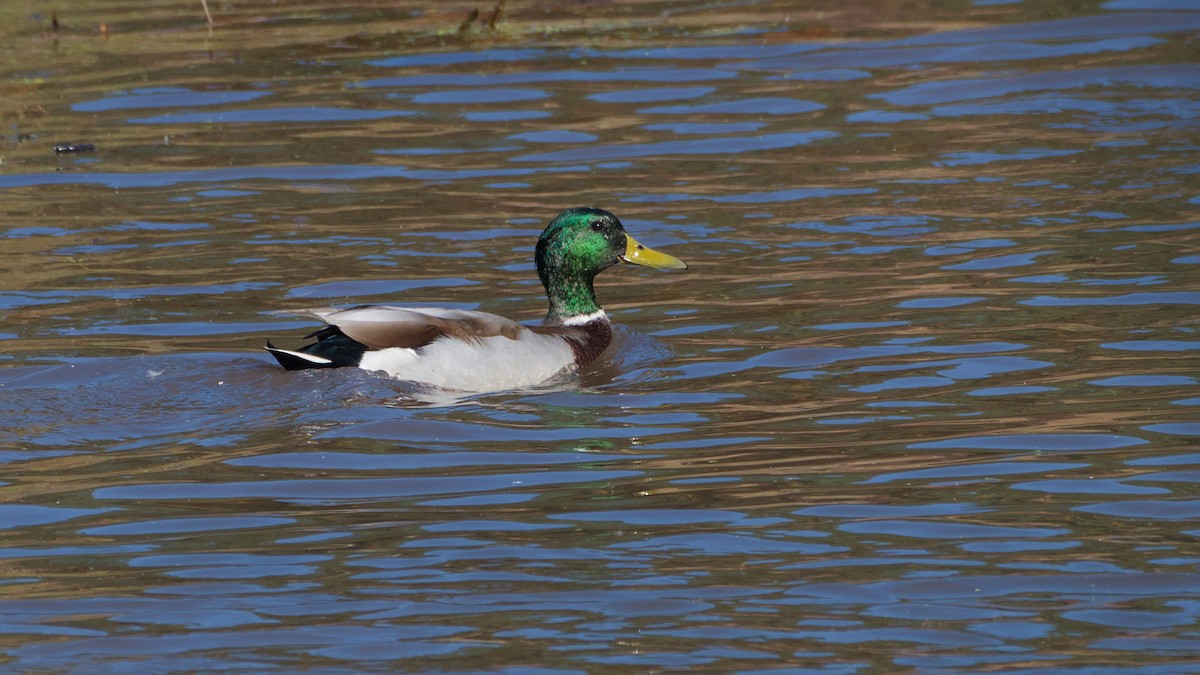 Mallard - ML643894596