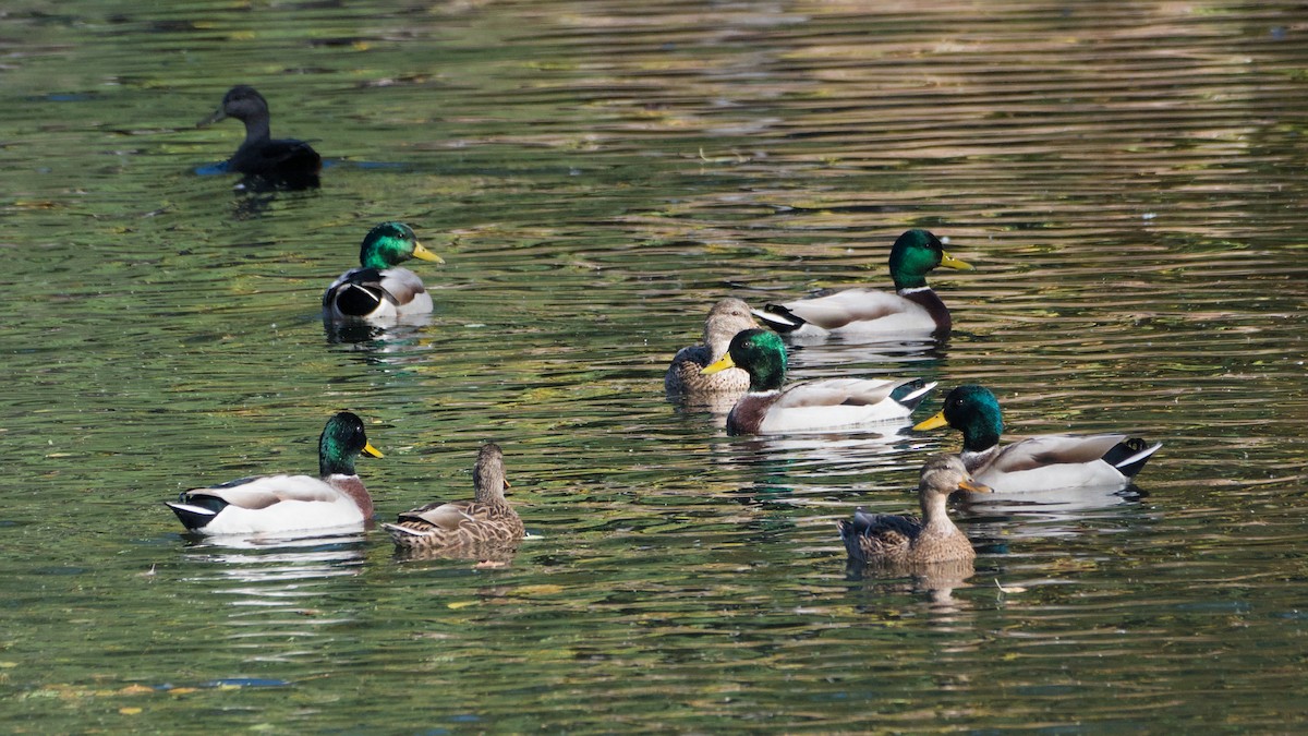 Mallard - ML643894597