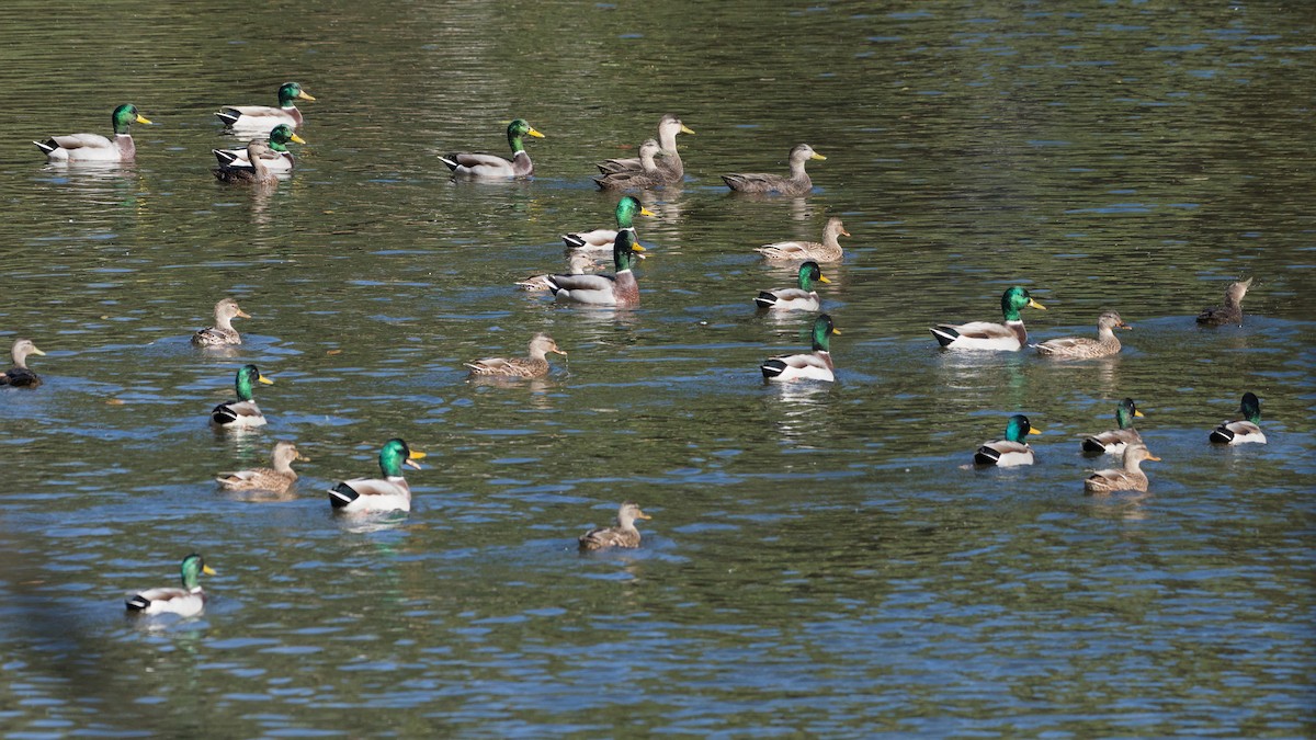 Mallard - ML643894598