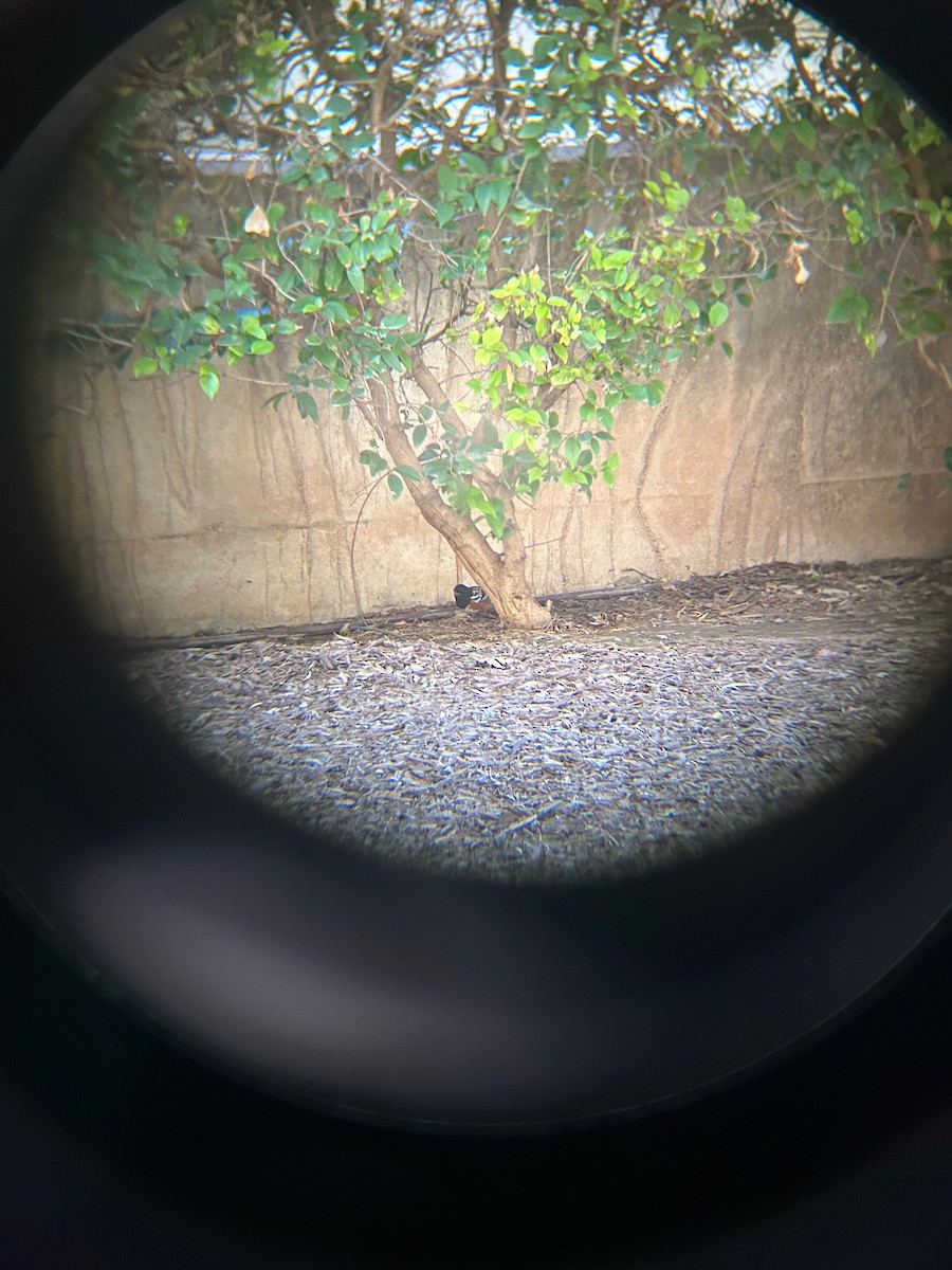 Spotted Towhee - ML643894600