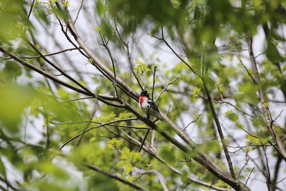 Rose-breasted Grosbeak - ML643894601