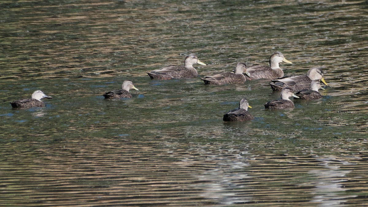 American Black Duck - ML643894605