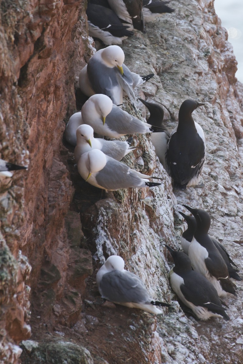 Гурван хуруут цахлай - ML643894610