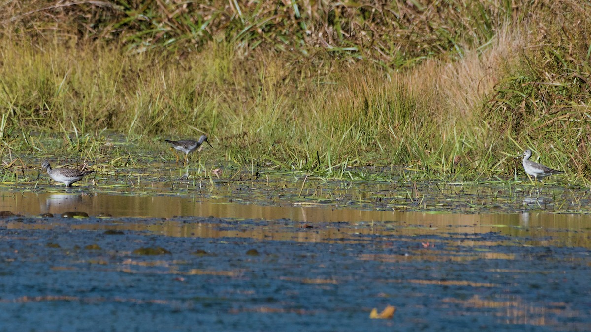 Greater Yellowlegs - ML643894611
