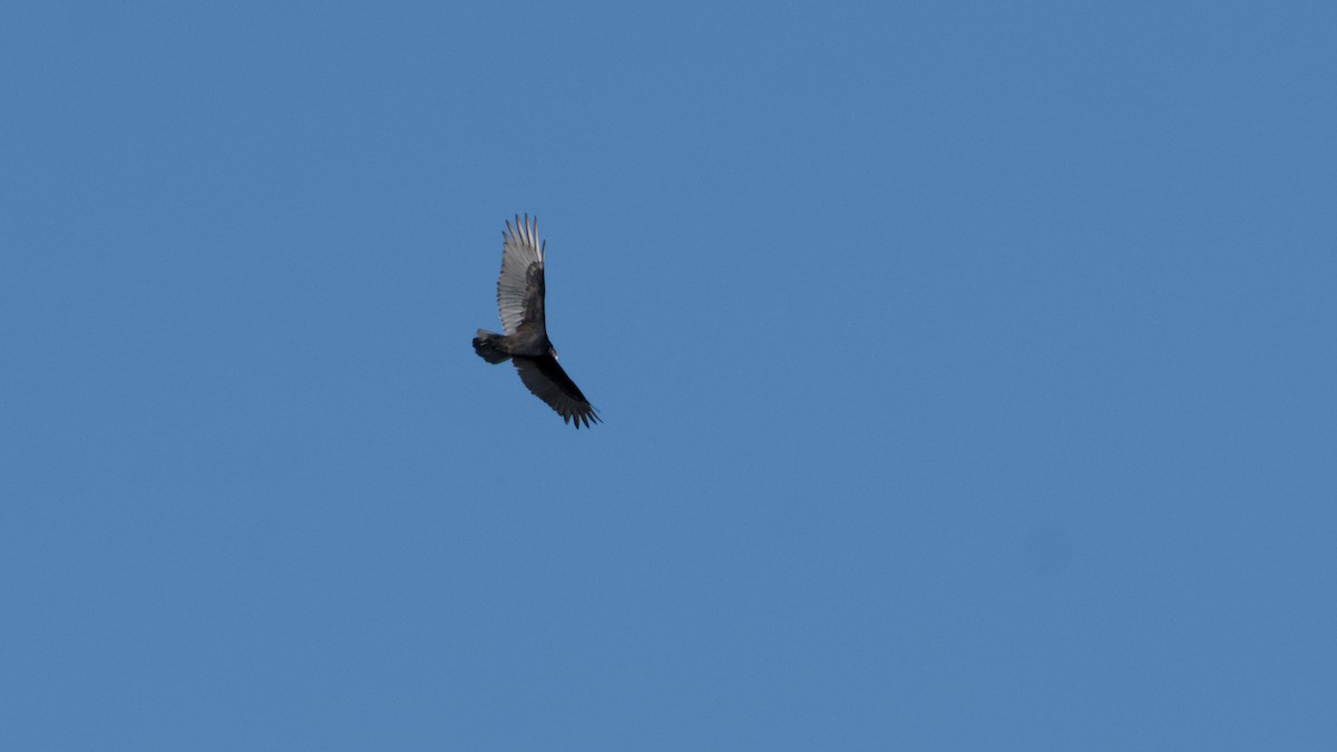 Turkey Vulture - ML643894617