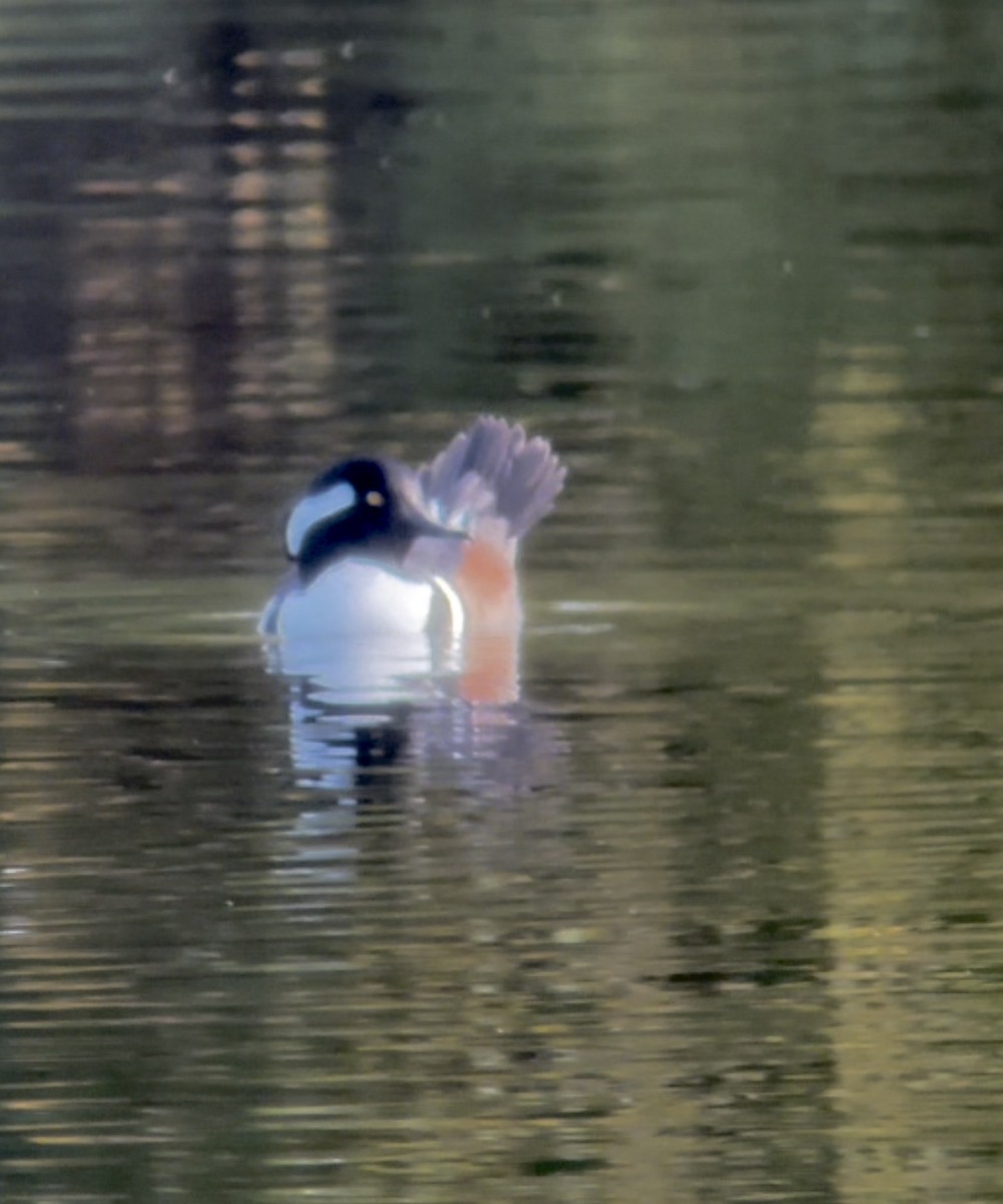 Hooded Merganser - ML643894619