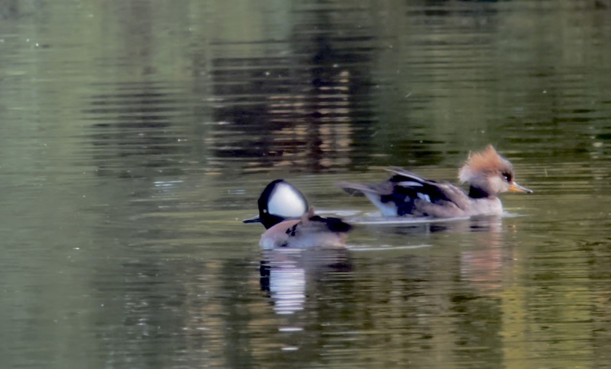 Hooded Merganser - ML643894620