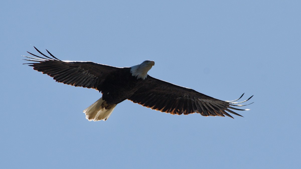 Bald Eagle - ML643894622