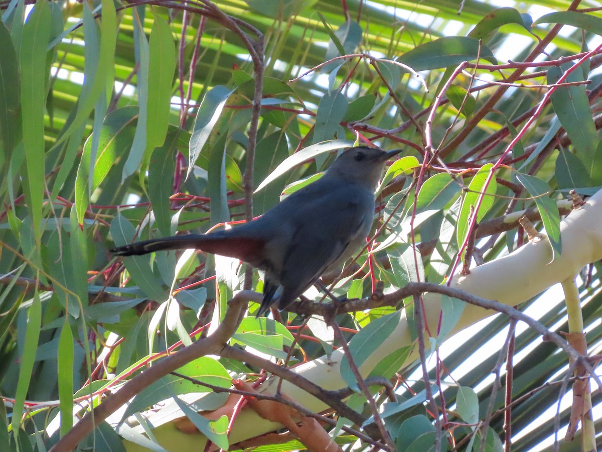 Gray Catbird - ML643894623