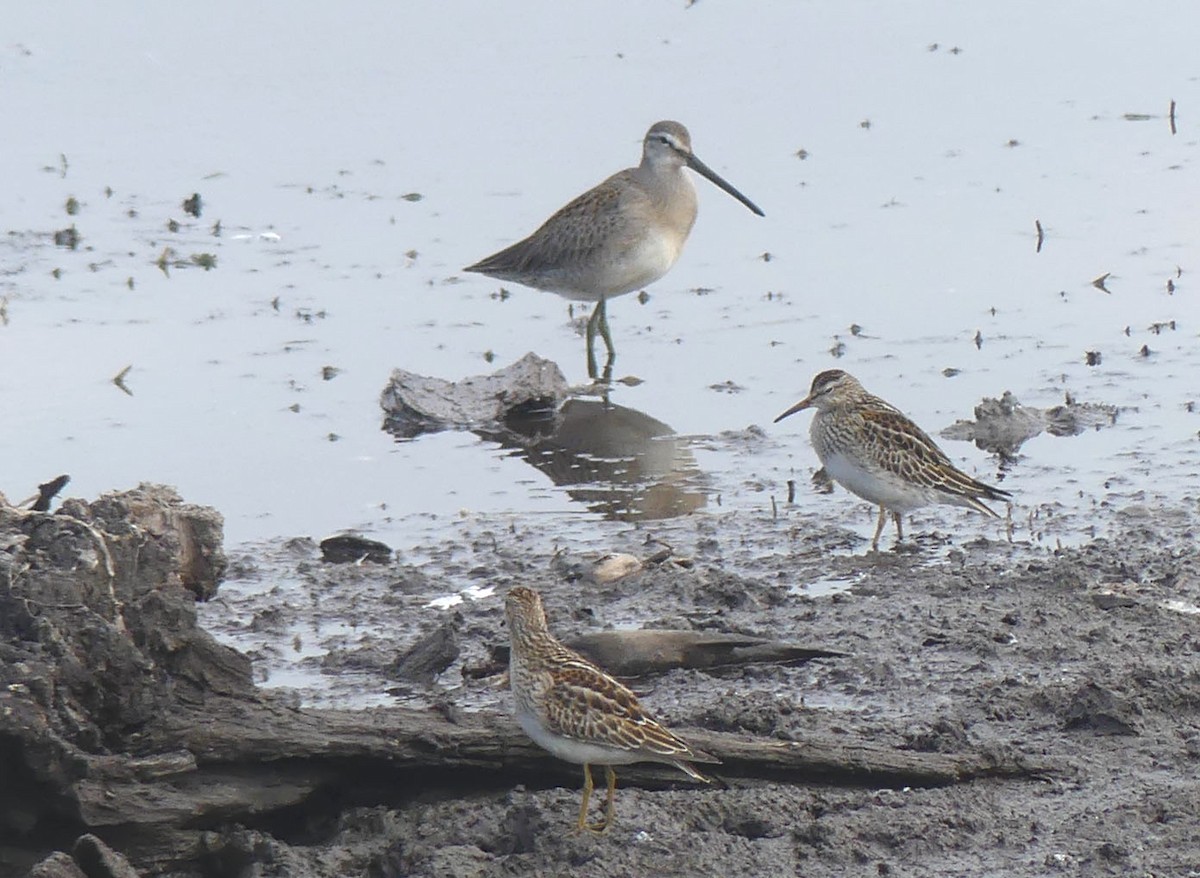 Long-billed Dowitcher - ML643894624