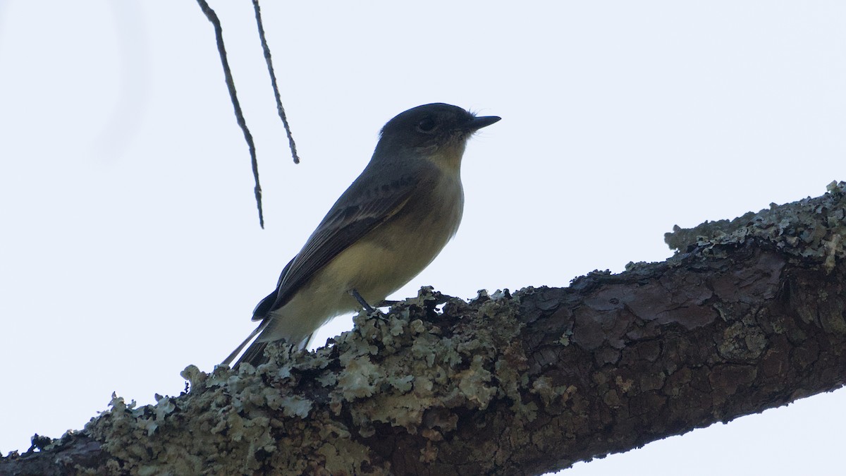 Eastern Phoebe - ML643894627
